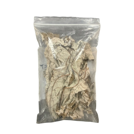 Infusion de Sauge x20 H EXOTIQUE