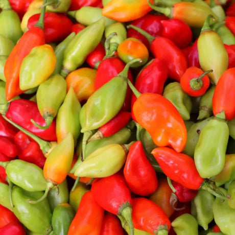 Piment végétarien 1KG H EXOTIQUE
